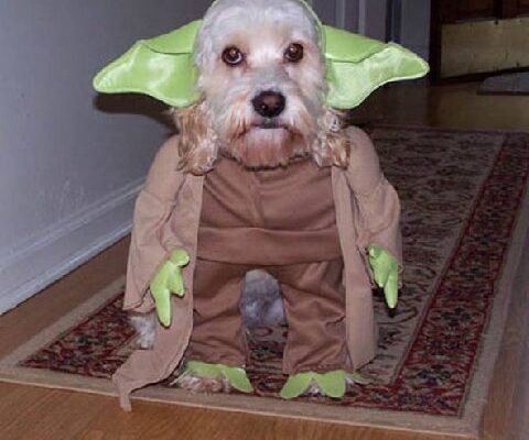 halloween dog3